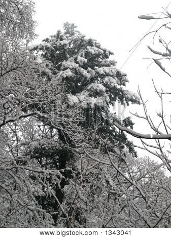 Winter-Schnee-Wald mit Nadelbäumen Kiefer Tanne