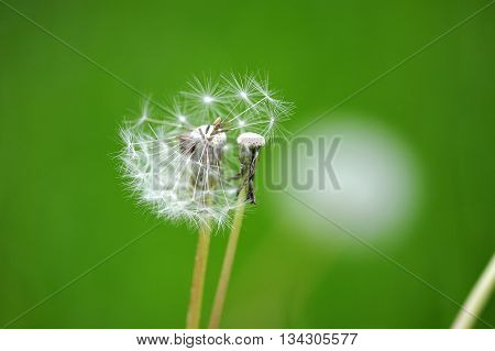 Dandelion Flower On Blurred Background On The Spring