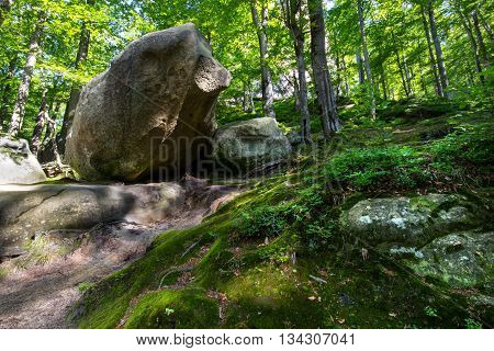 Deep forest with moss and other plants