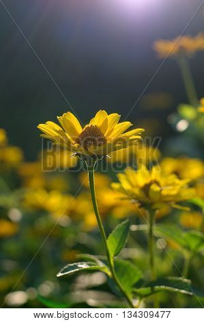 Heliopsis helianthoides sunflower-like composite flowerheads commonly called ox-eye or oxeye.