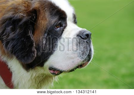 St. Bernard Dog Portrait