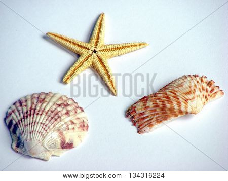 Ocean Shells and star isolated white background