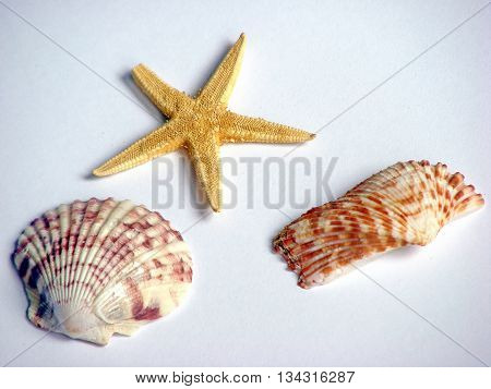 Ocean Shells and star isolated white background