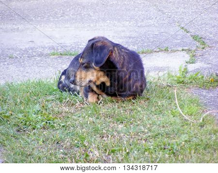 Dog lie on the ground and sleeping