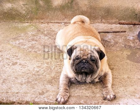 Cute pug lie on the ground and resting