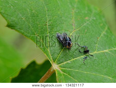 Fly carcass left on a leaf with head and leg on the side.  Insect has been decapitated.  Predator and prey of wildlife.