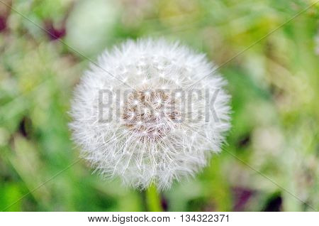 Dandelion flower in the garden at spring