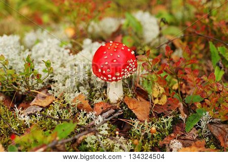 Autumn red mushrooms in forest of Finland