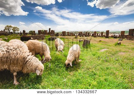 Sheep graze in Noratus Cemetery with Khachkars, Armenia
