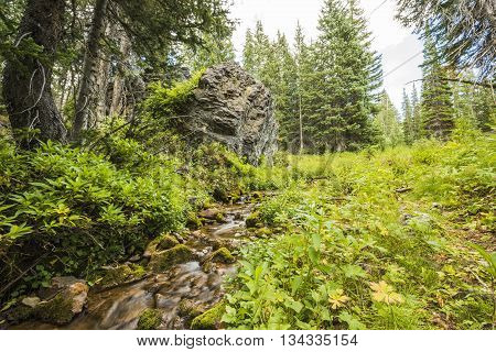 Spring or stream in the Wasatch National Forest Albion Basin in Utah, by Salt Lake City