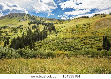 Albion Basin landscape scenery with alpine meadows photographed during summer.