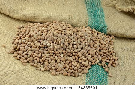 Dry raw uncooked pint beans on burlap