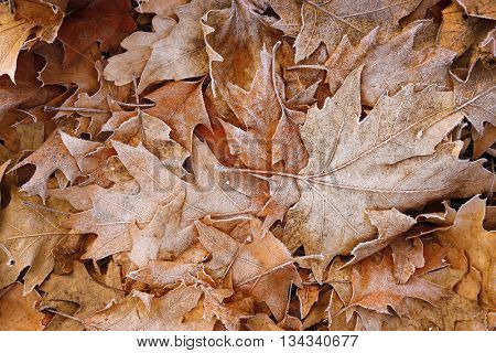 Pile of different dry leaves underfoot