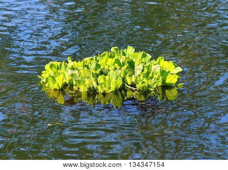 Water Lettuce or Water Rose Pistia stratiotes in tropical river, Reunion Island. This plant is considered a serious pest in many tropical destinations, was used as a substrate for biogas production. 