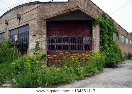 Wild parsnips (Pastinaca sativa) bloom in front of the garage door of an abandoned building in downtown Joliet, Illinois during the Spring.