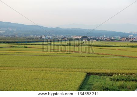 Rice fields growing in a valley under the mountain