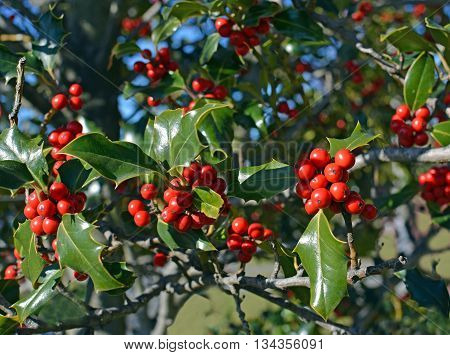 Christmas Holly Tree background with red berries and green leaves in Winter