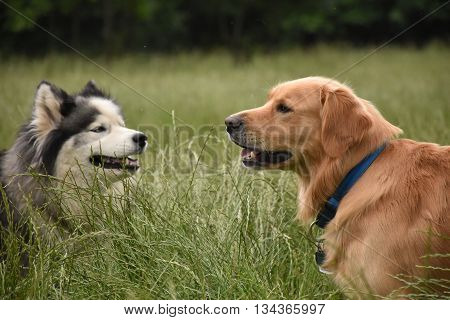 Two large dogs meet in a long grass field