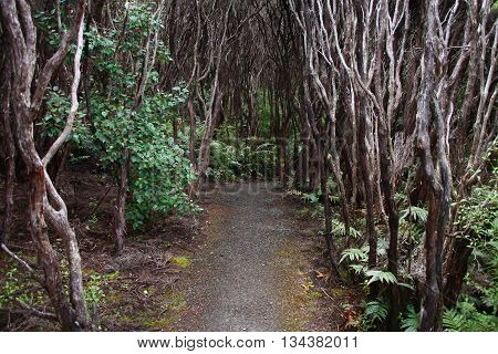New Zealand Forest