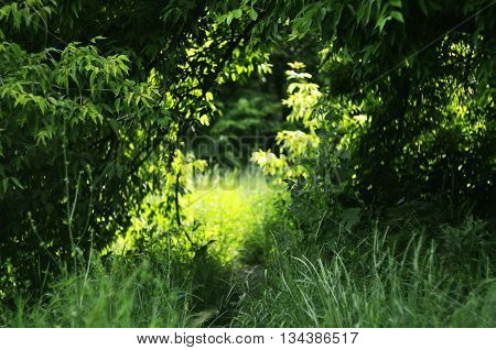 Summer colored landscape in green blossoming wood