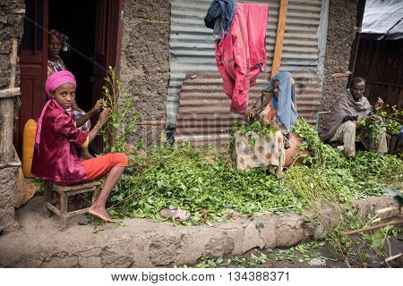ROAD TO LALIBELA ETHIOPIA - AUGUST 23 2015: Unidentified person work in a khat farm. Chewing khat is legal in Ethiopia and the leave of the trees are exported especially in arabian countries.