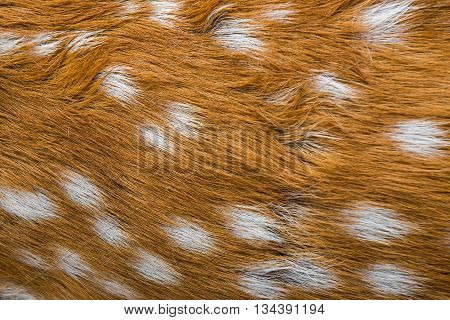 Brown of chital deer skin and fur closeup background