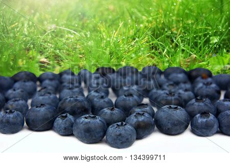 Blueberries in garden. Healthy and ripe berries