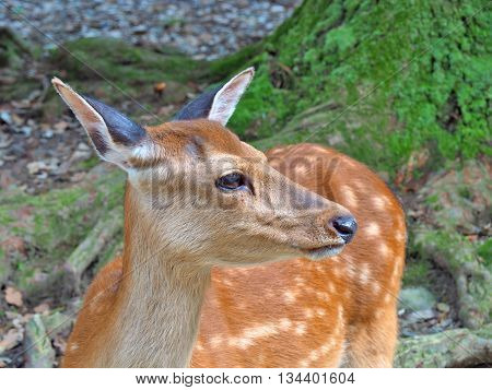 Close up of deer in nature, selecive focus.