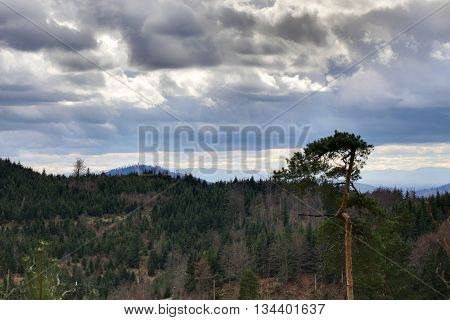 View Over Forest Near Bad Herrenalb, Baden-wurttemberg, Germany