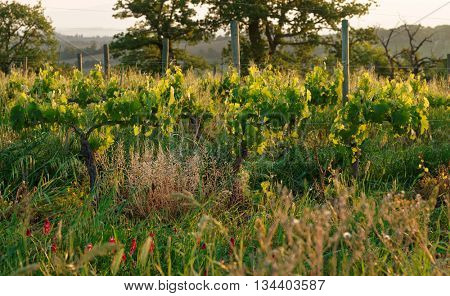 Organic vineyard in Tuscany, Italy, biodiversity promoted