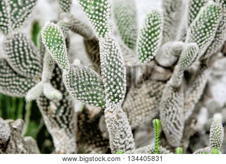 Background of beautiful cacti. Gardening theme. Flower shop. Prickly cactus.
