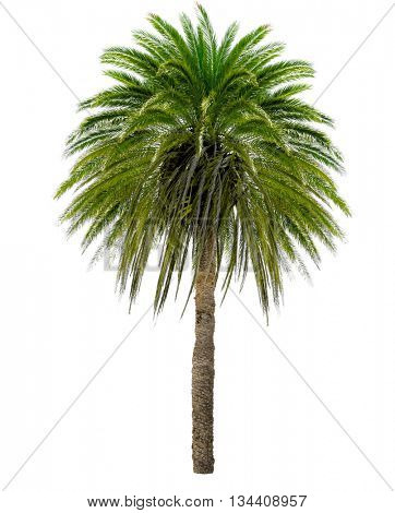 Palm tree with a large crown. Isolated over white.