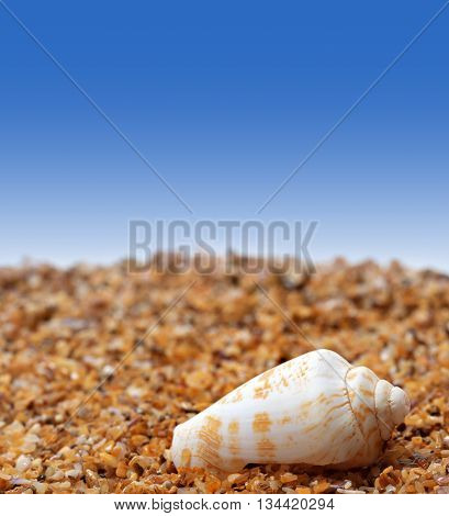 Shell Of Cone Snail On Sand
