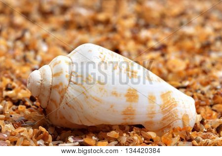 Shell Of Cone Snail On Sand