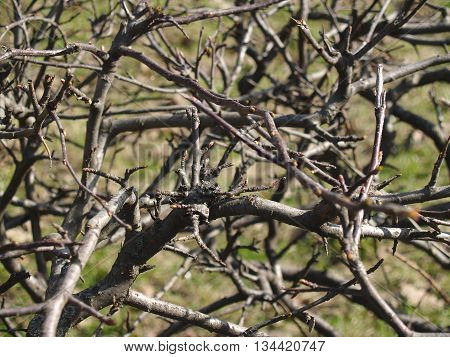 Young fresh sticky buds and sprouts over old crinkled branches of a bush