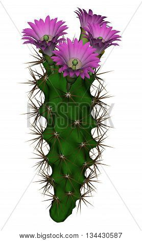 Tall cactus with violet flowers isolated in white background - 3D render