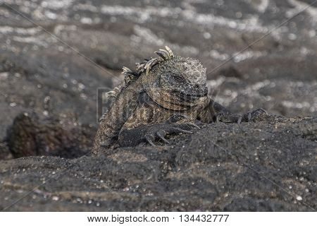 A sleeping iguana rests on the lava rocks of the Galapagos Islands