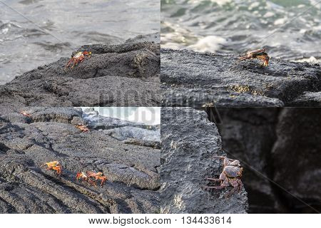 Collection of images of the colorful Sally Lightfoot Crab (Percnon gibbesi) in the Galapagos Islands