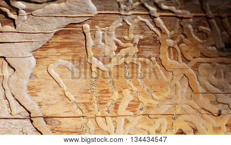 Traces of beetles under the bark on a spruce tree. tracks under the bark of dead trees left beetles Skolotina