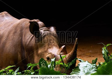 rhinoceros standing inside the safari zoo daytime