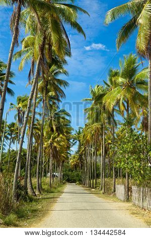 Path through of coconut palms leading to beach. Island Flores, Riung. Indonesia.