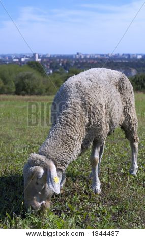  Får
