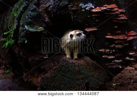 meerkat looking alert at cave in the wild
