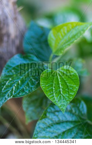 macro Piper sarmentosum , plant and tree