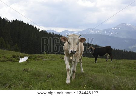 Cows grazing on hills meadow in the background the beautiful mountains landscape. Herd of cows grazing in hills.