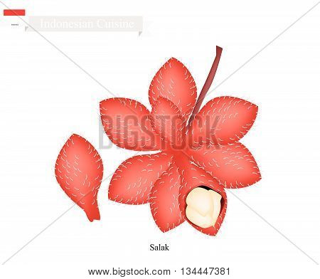 Indonesian Fruit Illustration of Salak. One of The Most Popular Fruits in Indonesia.