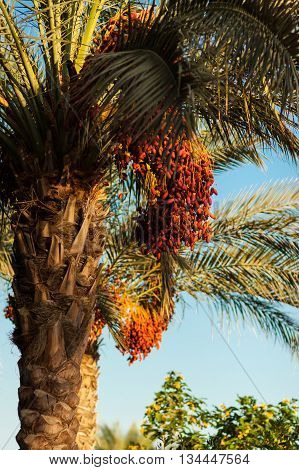 Date palm tree with red dates .