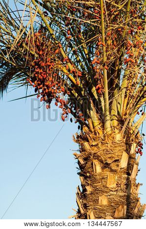 Date palm tree with red  dates .