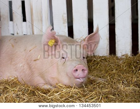 Large White Swine In Pen