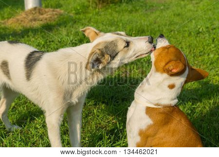 Mixed breed young dog licks mature basenji dog showing affection to older friend